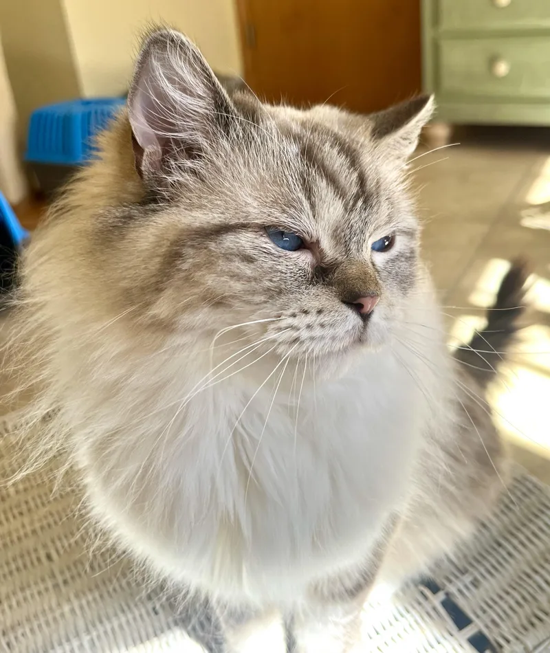 An adult medium-sized female Seal Point Ragdoll cat named Claudette for adoption in valparaiso, IN