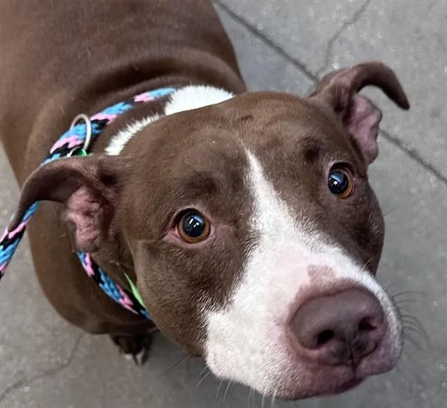 A young medium-sized female Pit Bull Terrier dog named Sweet Potato for adoption in Tucson, AZ