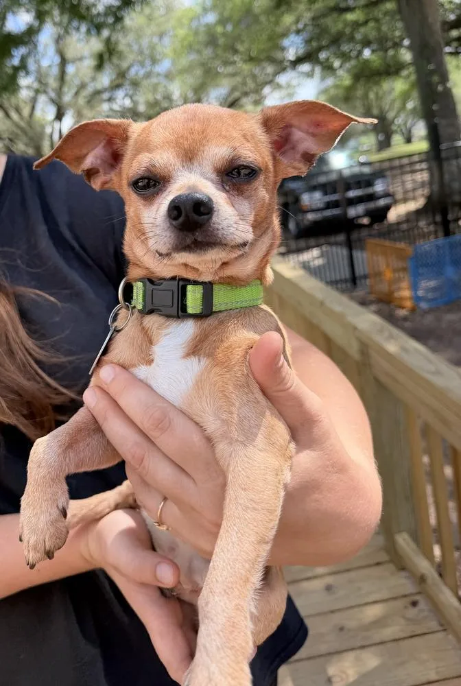 A senior small-sized male Brown / Chocolate Chihuahua dog named Ralph Lauren for adoption in Richmond, TX