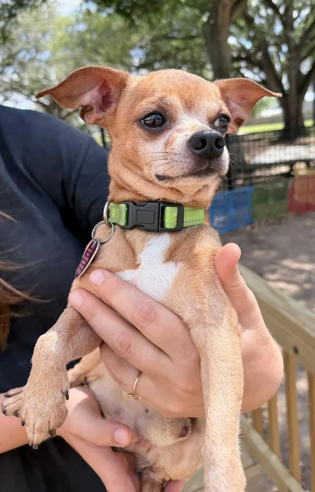 Ralph Lauren thumbnail 2