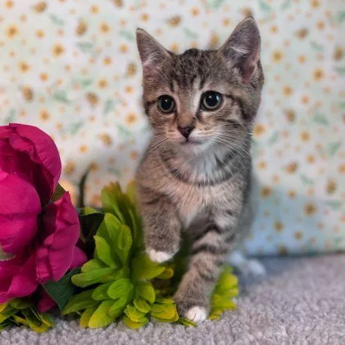 A baby small-sized male Tabby (Brown / Chocolate) Domestic Short Hair cat named Hansel for adoption in Toms River, NJ