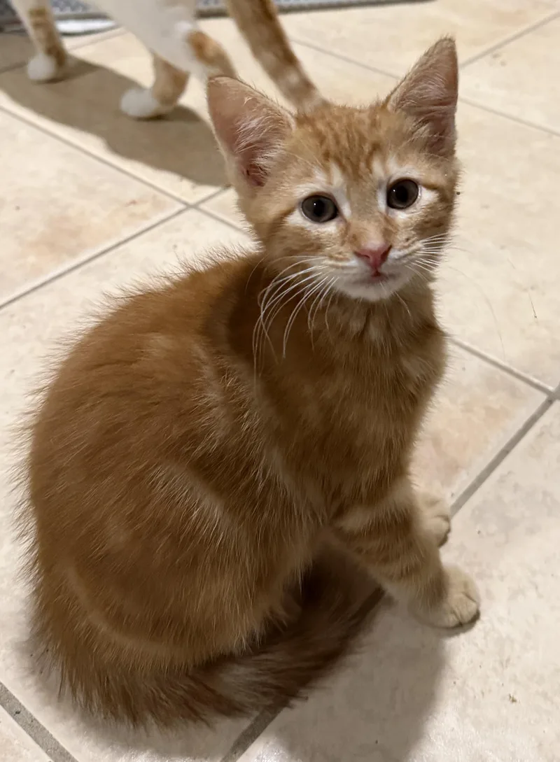A baby medium-sized male Tabby (Orange / Red) Domestic Short Hair cat named Randy for adoption in East Hanover, NJ