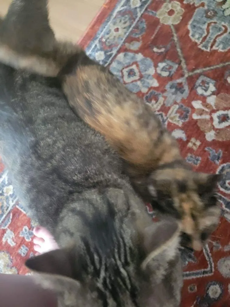 Clawapatra thumbnail 2