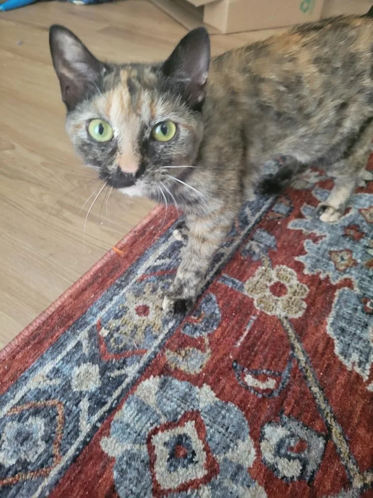 Clawapatra thumbnail 3