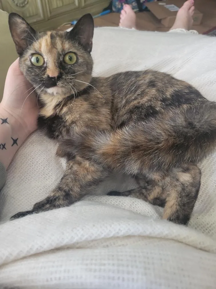 A young medium-sized female Tortoiseshell Tortoiseshell cat named Clawapatra for adoption in Columbia, SC