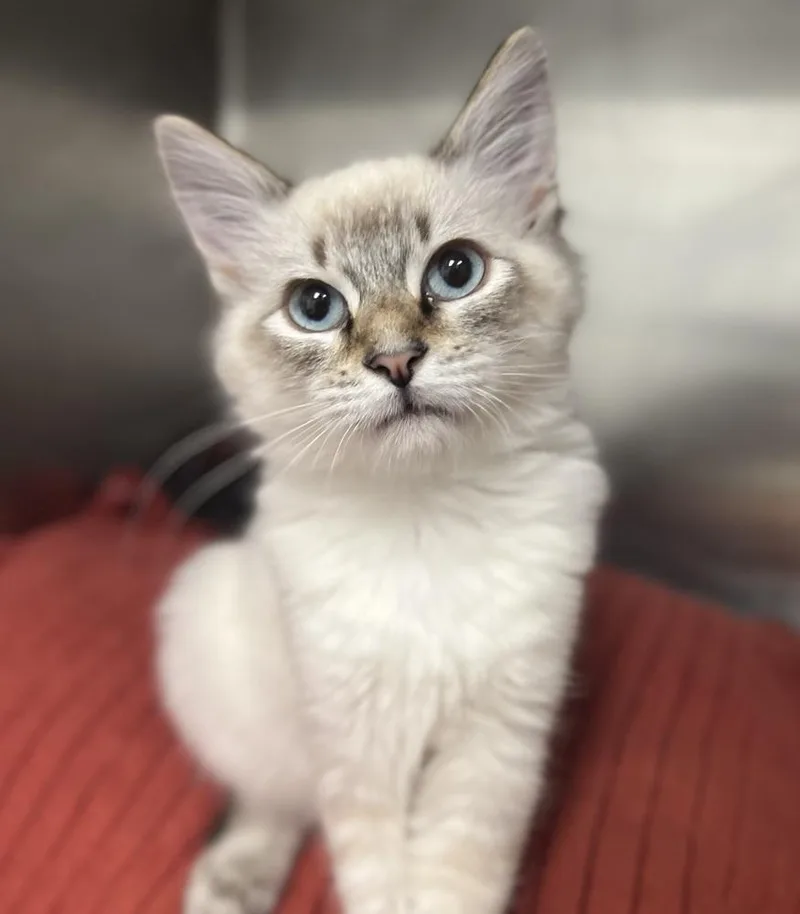 A baby medium-sized male Gray & White Siamese cat named Frodo for adoption in Jamestown, CA