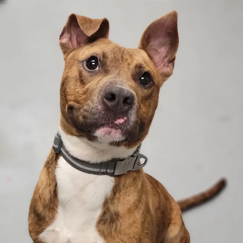 An adult medium-sized male Brindle Mixed Breed dog named Richard for adoption in Sarasota, FL