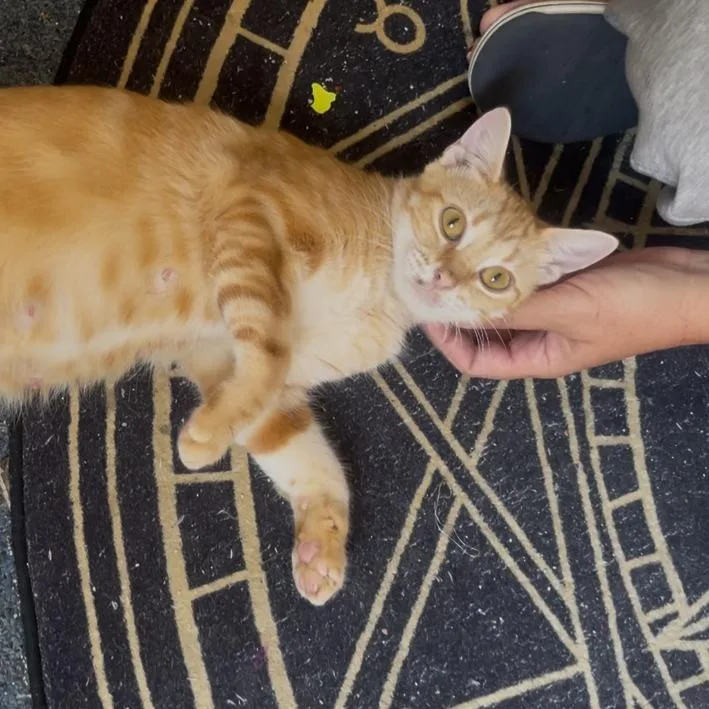 An adult medium-sized female Orange / Red Domestic Short Hair cat named Penny Lou for adoption in Austin, TX