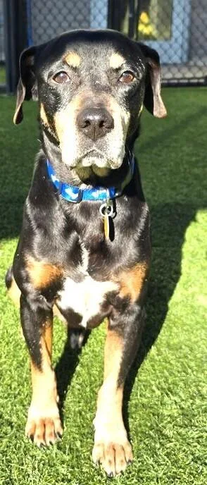 An adult medium-sized male Brown / Chocolate Mixed Breed dog named Theo for adoption in Dallas, TX