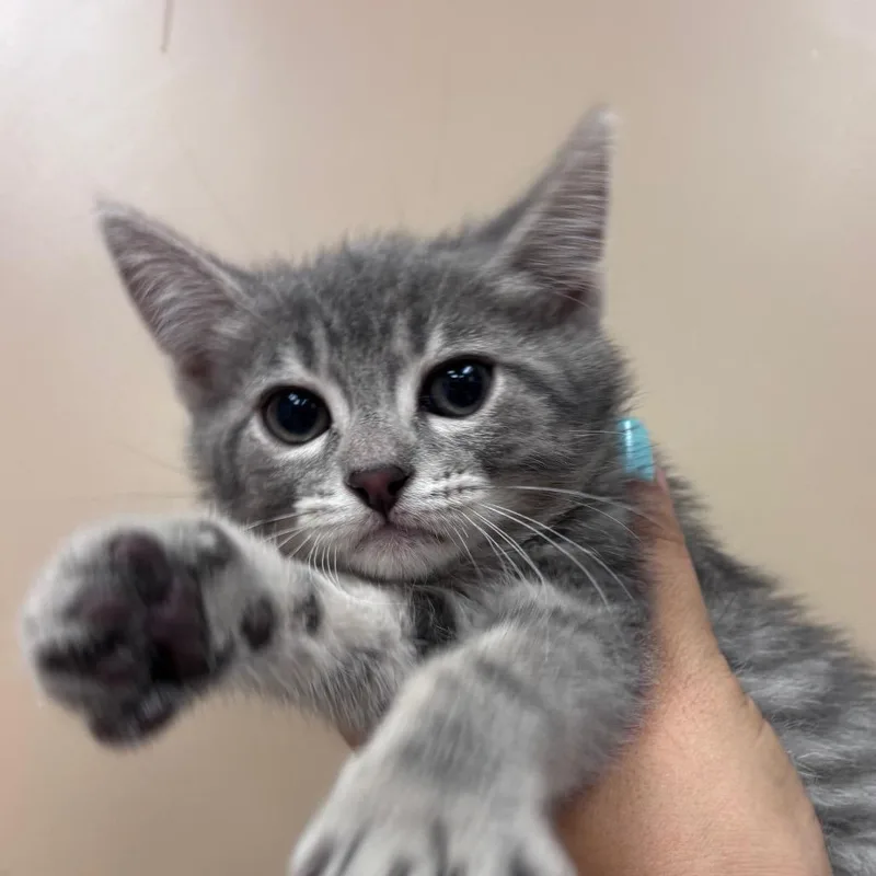A baby small-sized female Gray / Blue / Silver Domestic Short Hair cat named Celia for adoption in Santa Barbara, CA