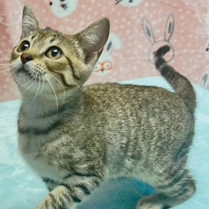 A baby small-sized female Brown / Chocolate Domestic Short Hair cat named Abby for adoption in Houston, TX