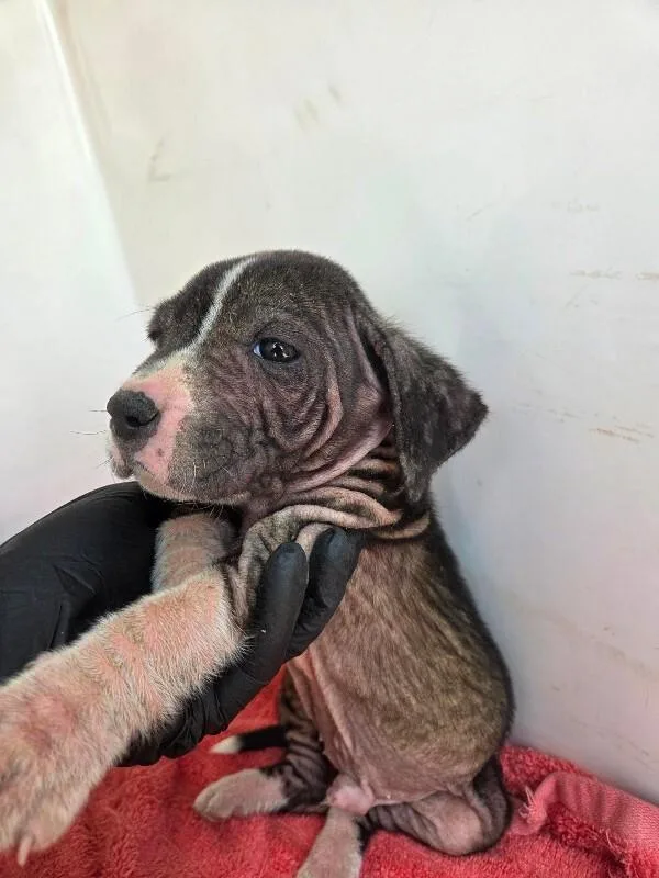 A young small-sized male Black Mixed Breed dog named Phineas for adoption in Mobile, AL