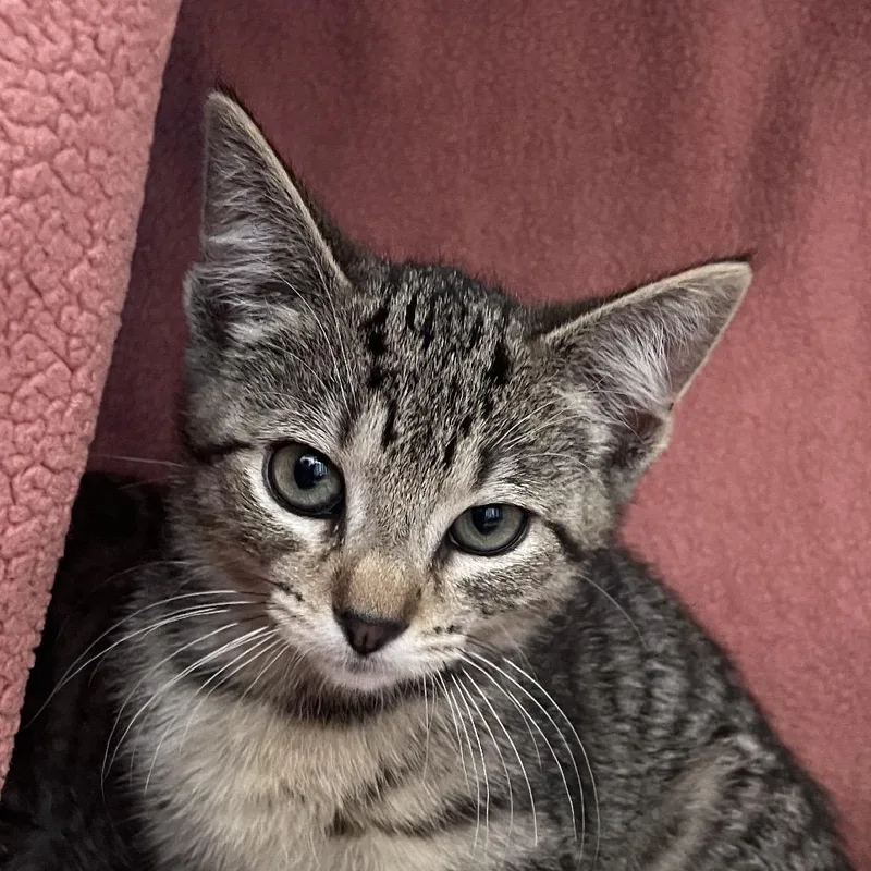A baby small-sized female Brown / Chocolate Domestic Short Hair cat named Janitor for adoption in Chicago, IL