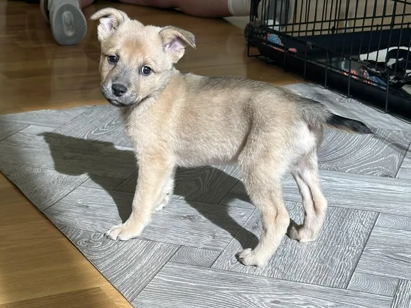 A baby medium-sized female Shepherd dog named Butters for adoption in Thornton, CO