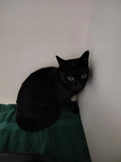 An adult large-sized female Domestic Short Hair cat named Little Girl for adoption in Gastonia, NC