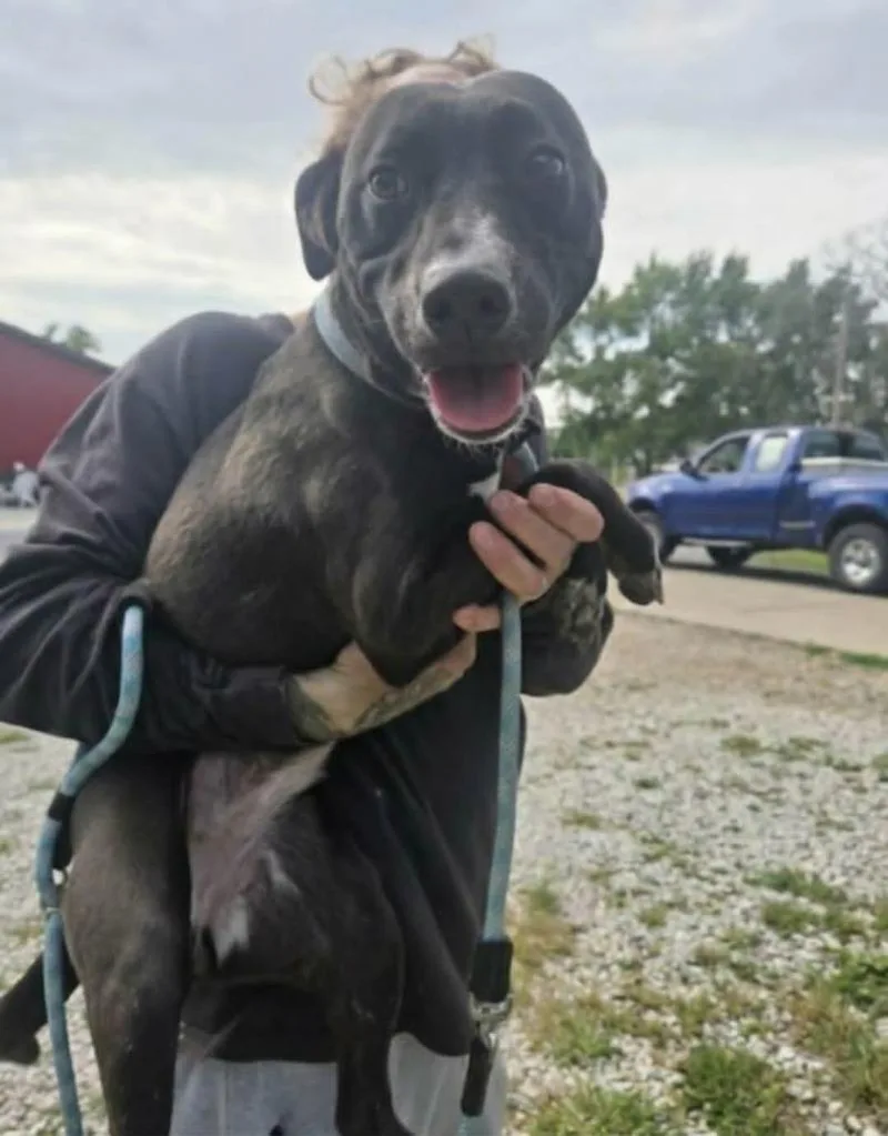 A young small-sized female Miniature Pinscher dog named Skeeter for adoption in Olney, IL