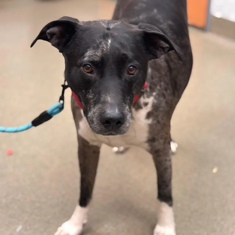 A senior large-sized male Brindle Catahoula Leopard Dog dog named Chapo for adoption in Birdsboro, PA