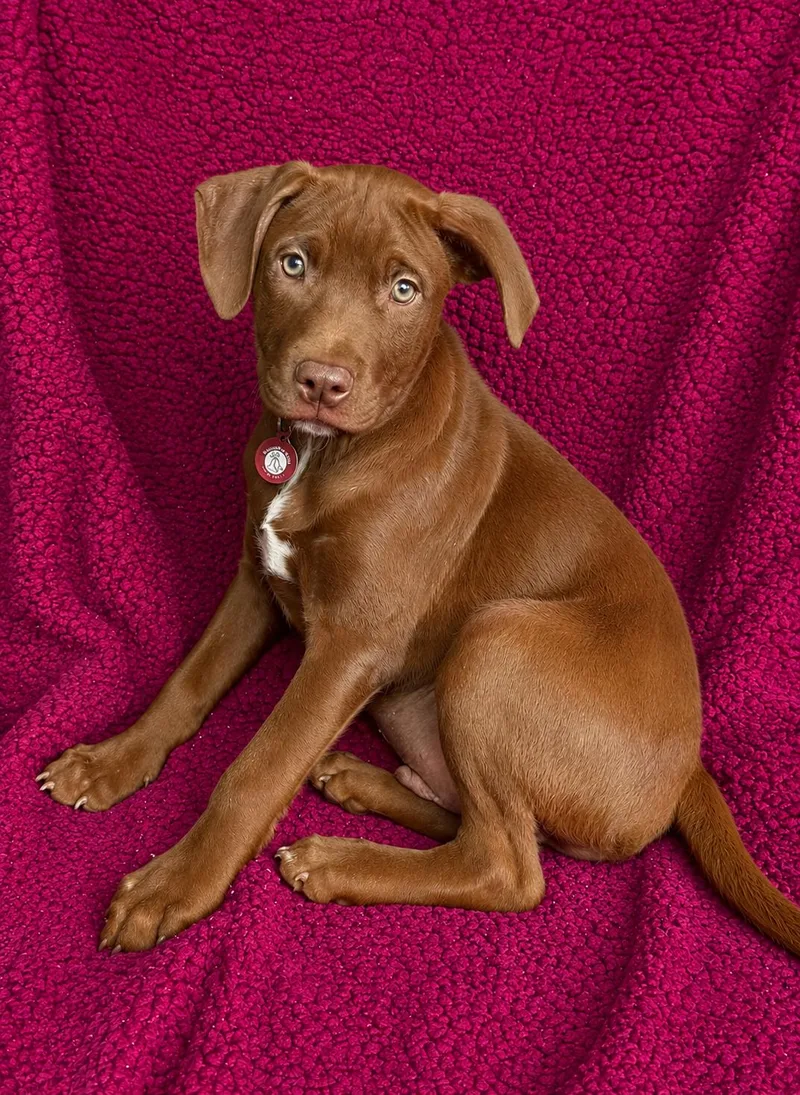 A baby large-sized male Labrador Retriever dog named Mickey for adoption in Nashville, TN