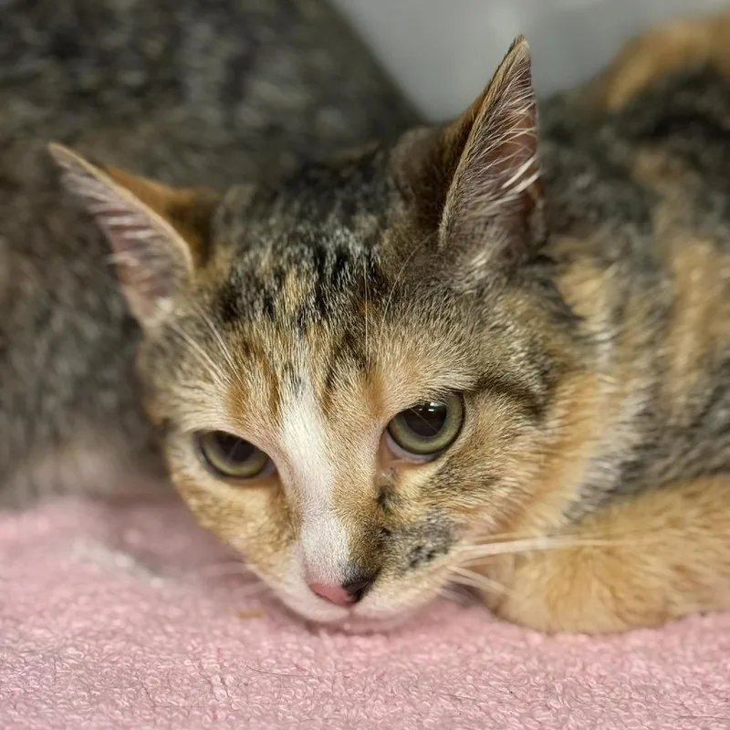 A young medium-sized female Calico Domestic Short Hair cat named Elenor for adoption in Martinsville, VA