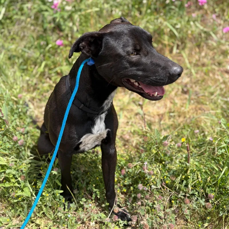An adult medium-sized male Black Labrador Retriever dog named Nacho Goofball for adoption in Grass Valley, CA