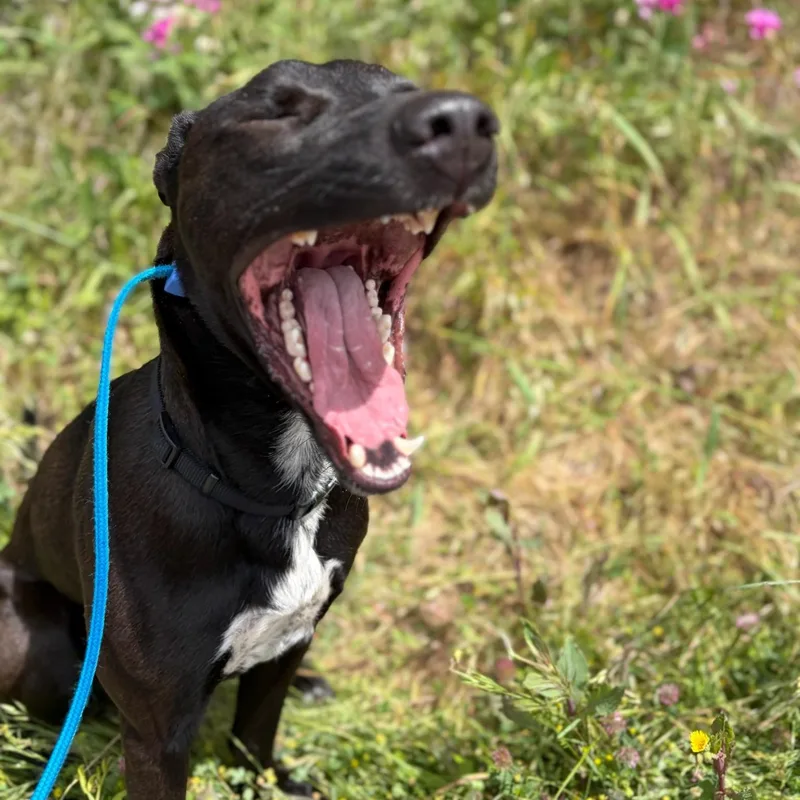 Nacho Goofball thumbnail 3