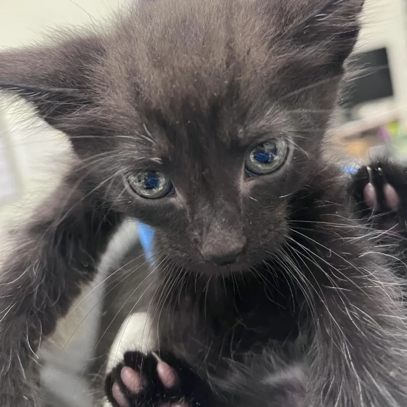 Carl Conrad Coreander