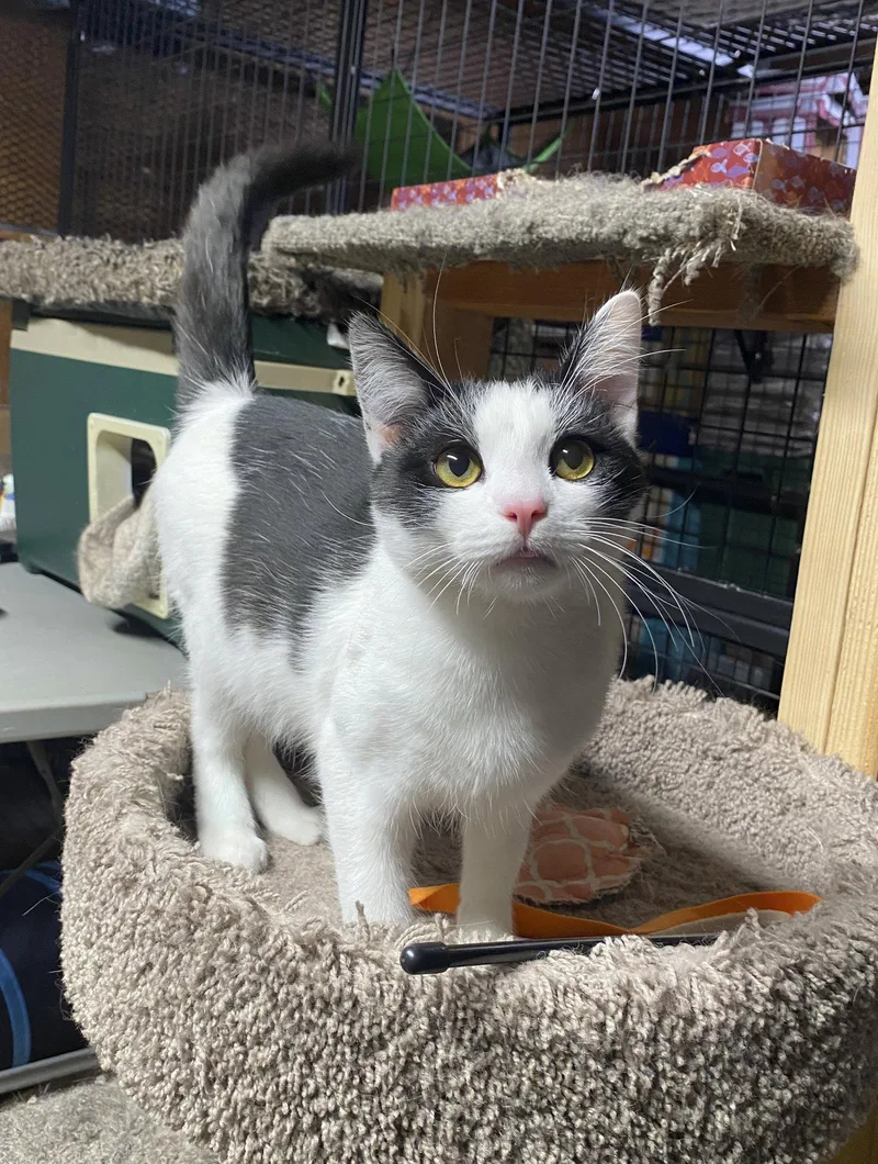 A young medium-sized male Domestic Short Hair cat named Max for adoption in Alameda, CA