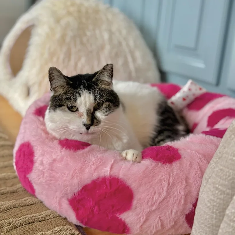 Ghost And Sheldon thumbnail 2