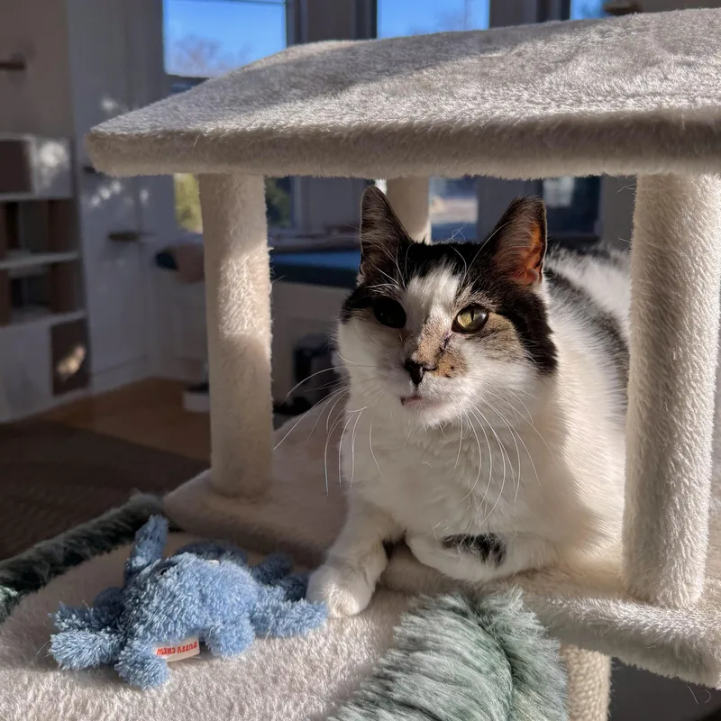 Ghost And Sheldon thumbnail 3