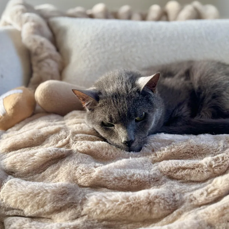 Ghost And Sheldon thumbnail 5