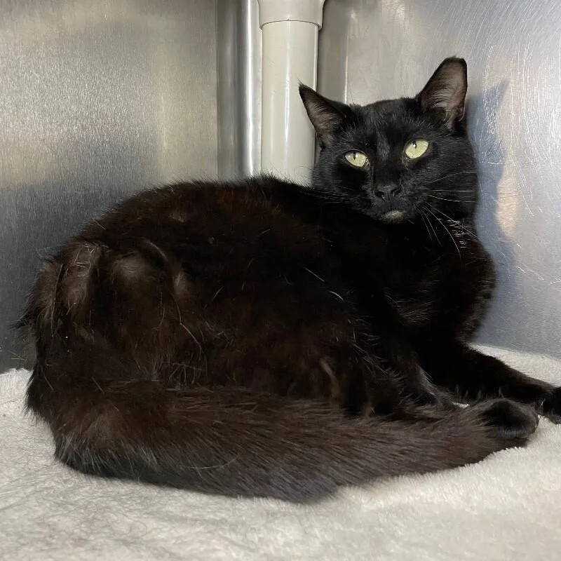 An adult medium-sized female Domestic Short Hair cat named Lila Bean for adoption in Roanoke, VA