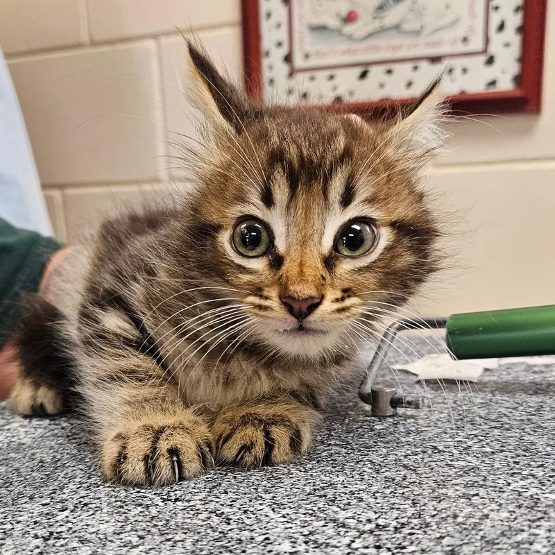 A baby small-sized female Orange / Red Domestic Short Hair cat named Griddle for adoption in Lake Panasoffkee, FL