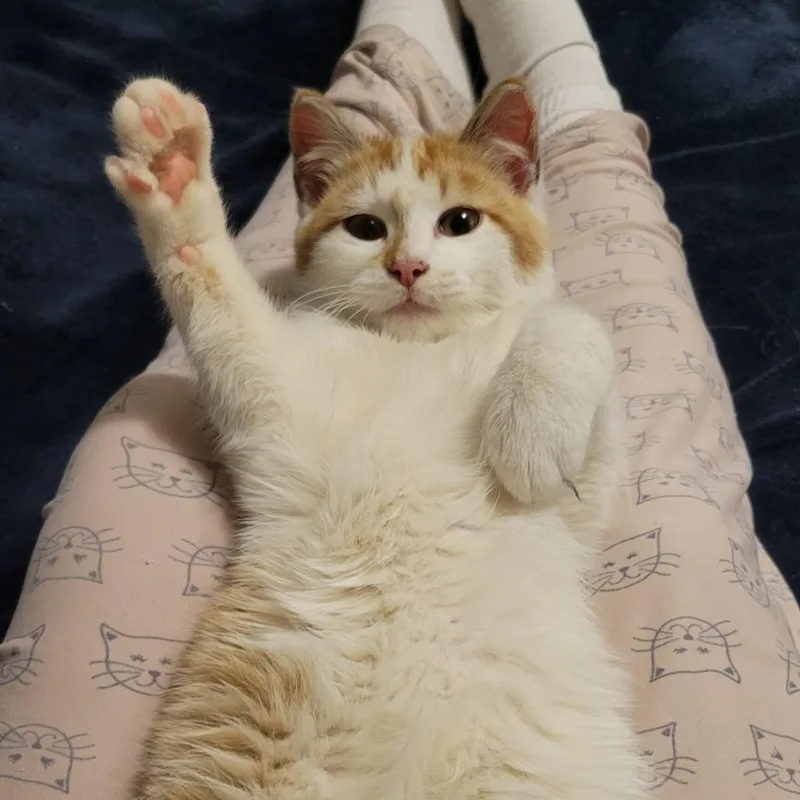 A young medium-sized male Orange / Red Domestic Short Hair cat named Mr. Chester for adoption in Bismarck, ND