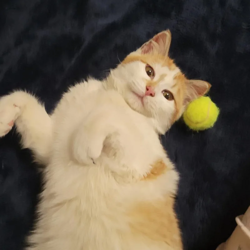 Mr. Chester thumbnail 3