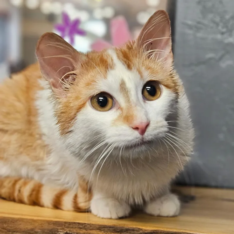 Mr. Chester thumbnail 4