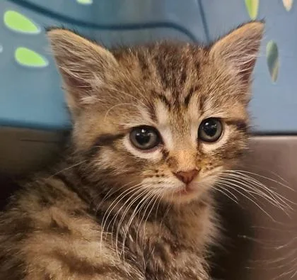 A young large-sized female Domestic Short Hair cat named Ladybug for adoption in Kansas City, MO