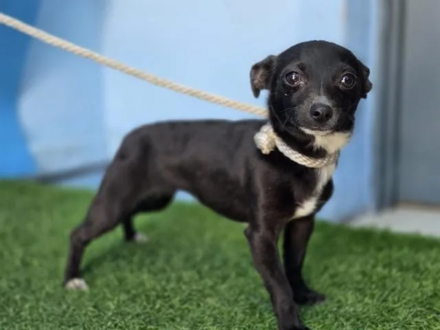 A young small-sized female Chihuahua dog named A for adoption in Gardena, CA