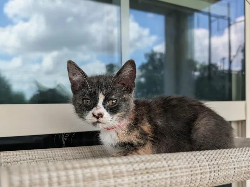 A baby medium-sized female Domestic Short Hair cat named Houdini for adoption in Kingsland, GA