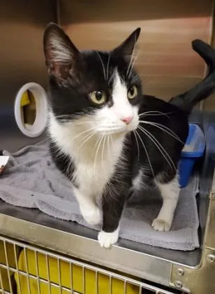 An adult medium-sized female Domestic Medium Hair cat named Lanova for adoption in Munster, IN