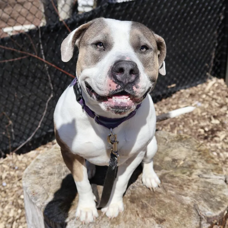 An adult small-sized female White / Cream Pit Bull Terrier dog named Sunflower My Fee for adoption in Briarcliff Manor, NY