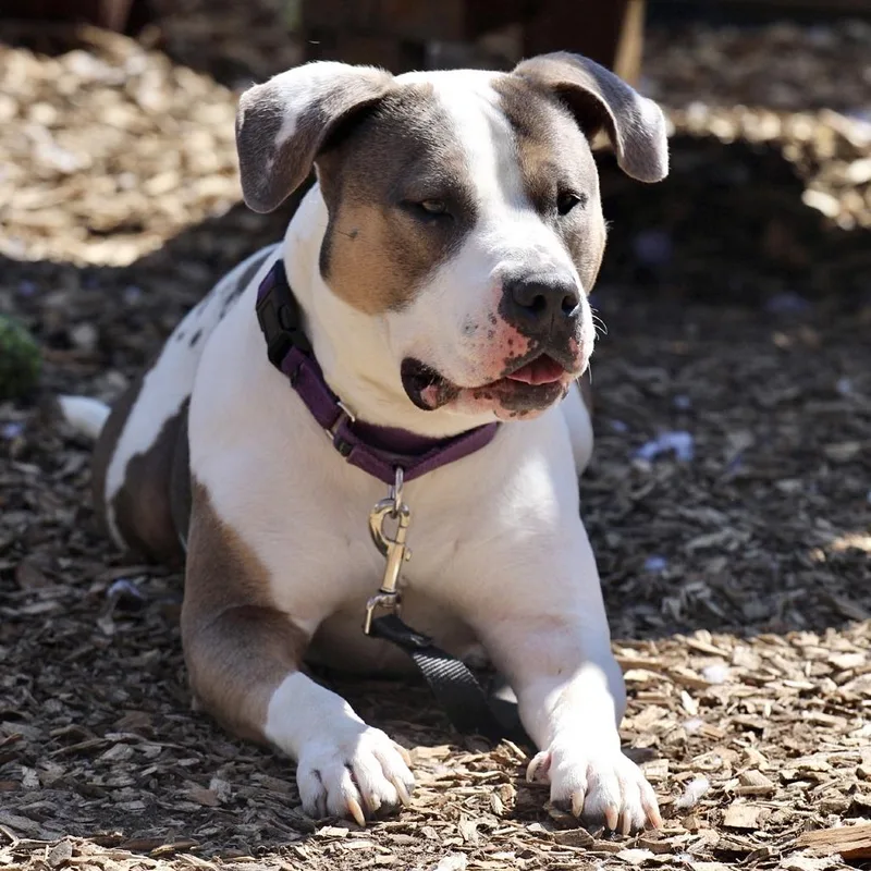 Sunflower  My Fee thumbnail 2