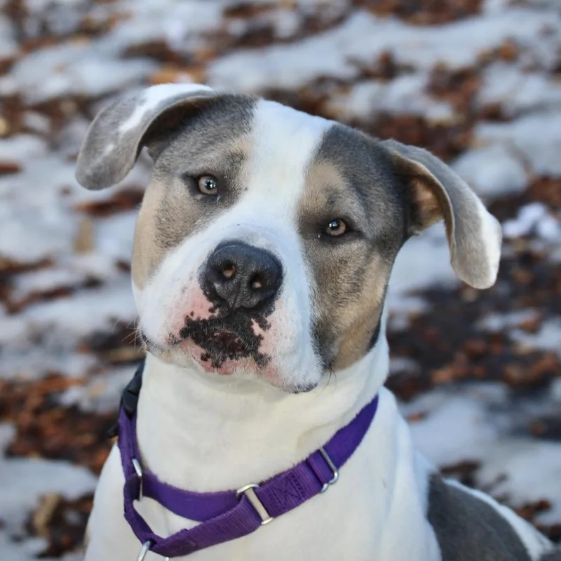 Sunflower  My Fee thumbnail 4