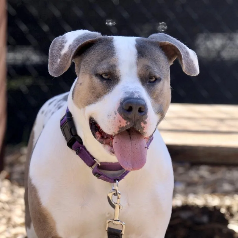 Sunflower  My Fee thumbnail 5