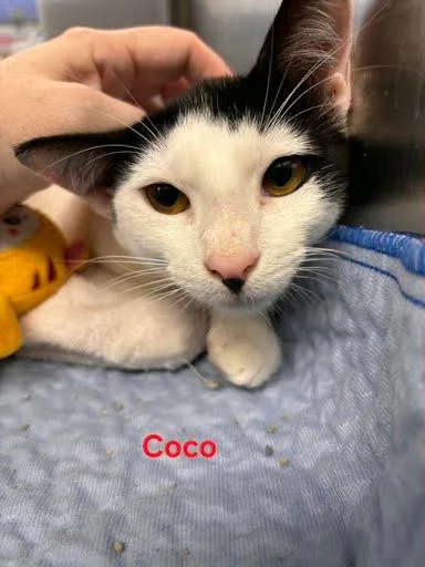 A baby medium-sized female Domestic Short Hair cat named Coco for adoption in Metairie, LA