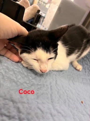 Coco thumbnail 2