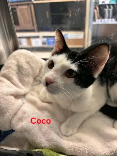 Coco thumbnail 3