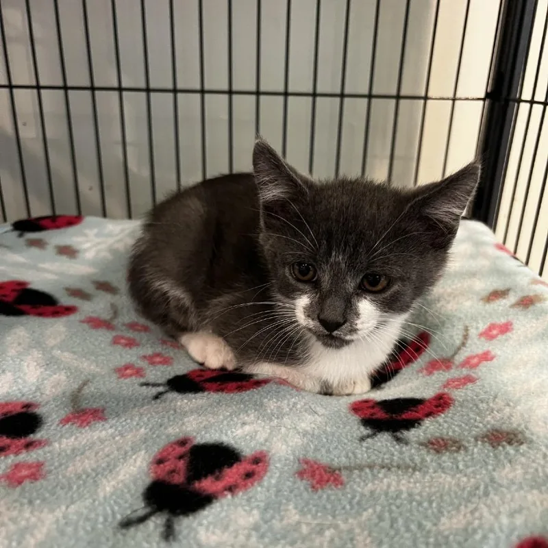 A baby small-sized male Gray / Blue / Silver Domestic Short Hair cat named Floyd for adoption in Port Townsend, WA