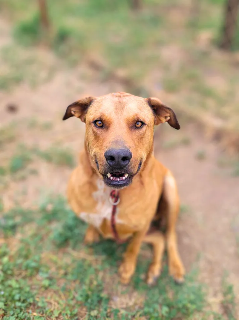 An adult large-sized male Red / Chestnut / Orange American Staffordshire Terrier dog named Barrett for adoption in Anza, CA