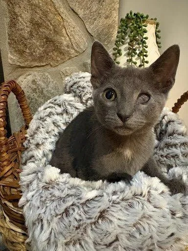 A baby small-sized female Blue Cream Domestic Short Hair cat named Sequoia for adoption in Raleigh, NC