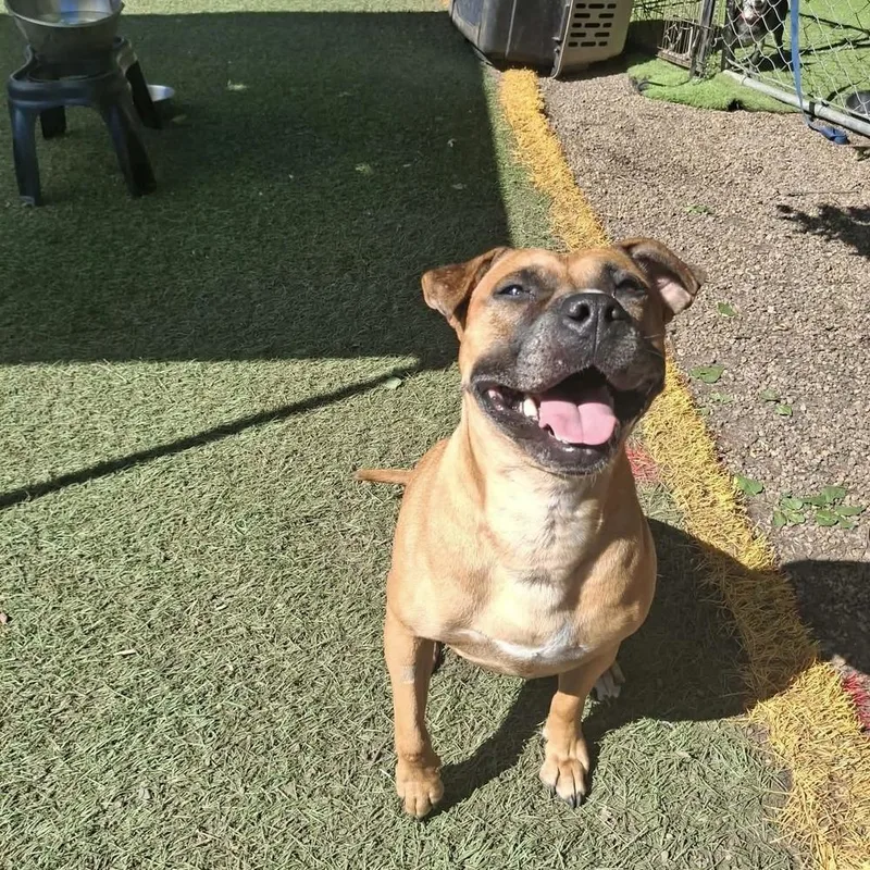 Maya